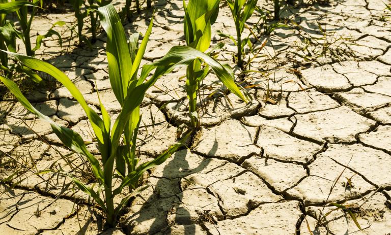 Drought-Resistant Crops