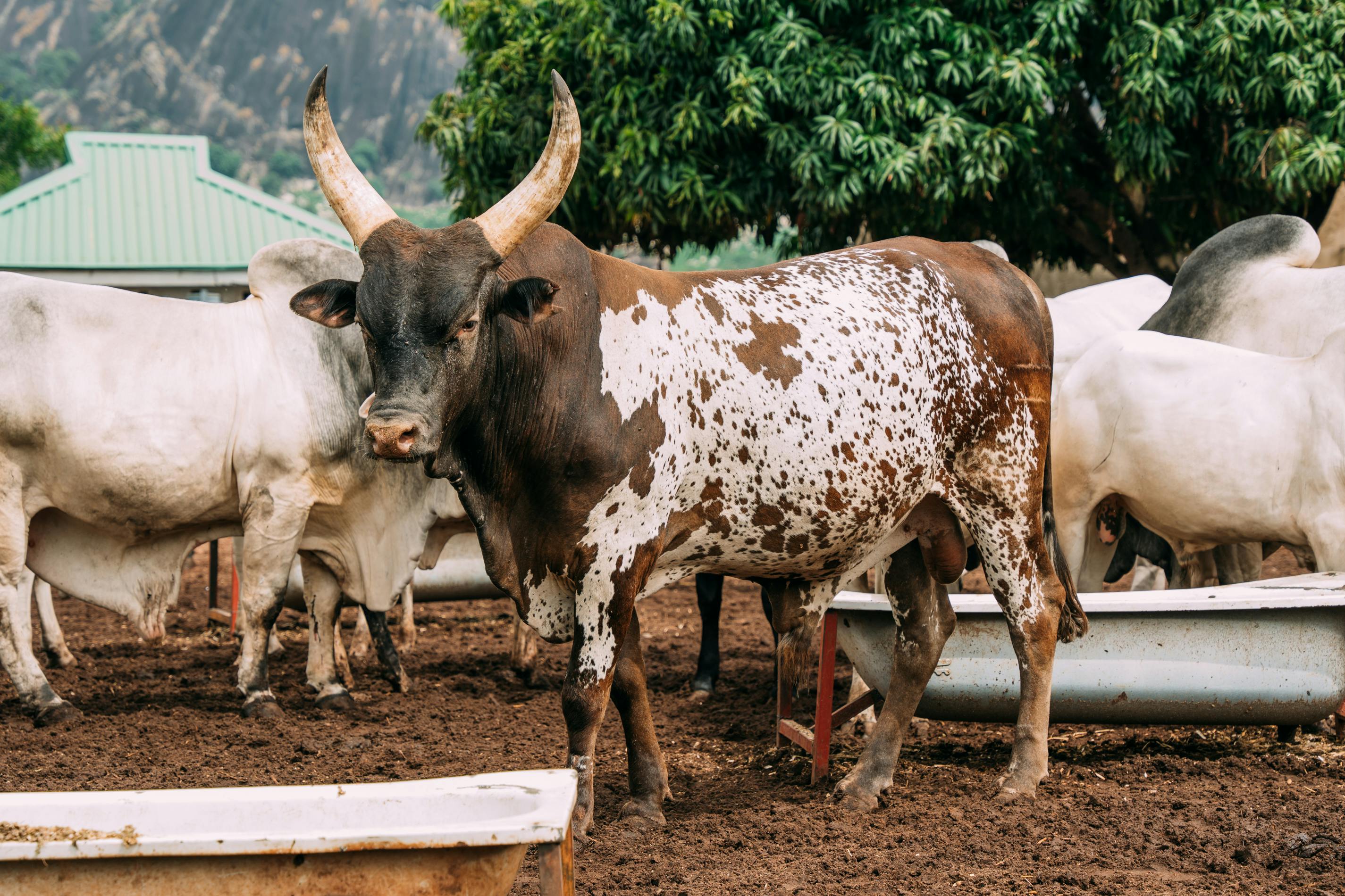 Beef Farming