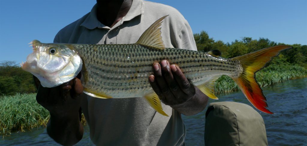 Sustainable Fish Farming