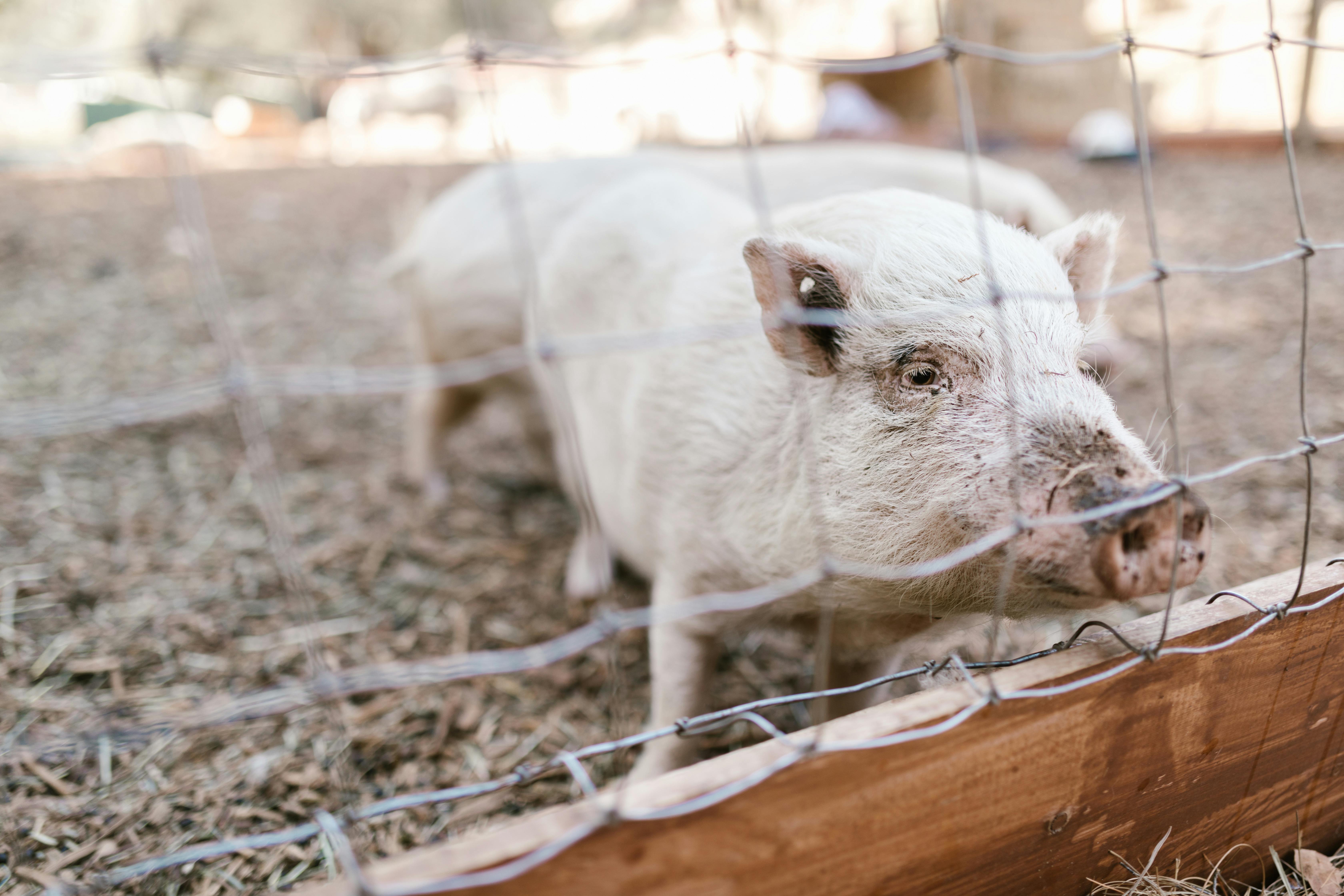Pig Farming