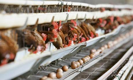 Poultry Farming