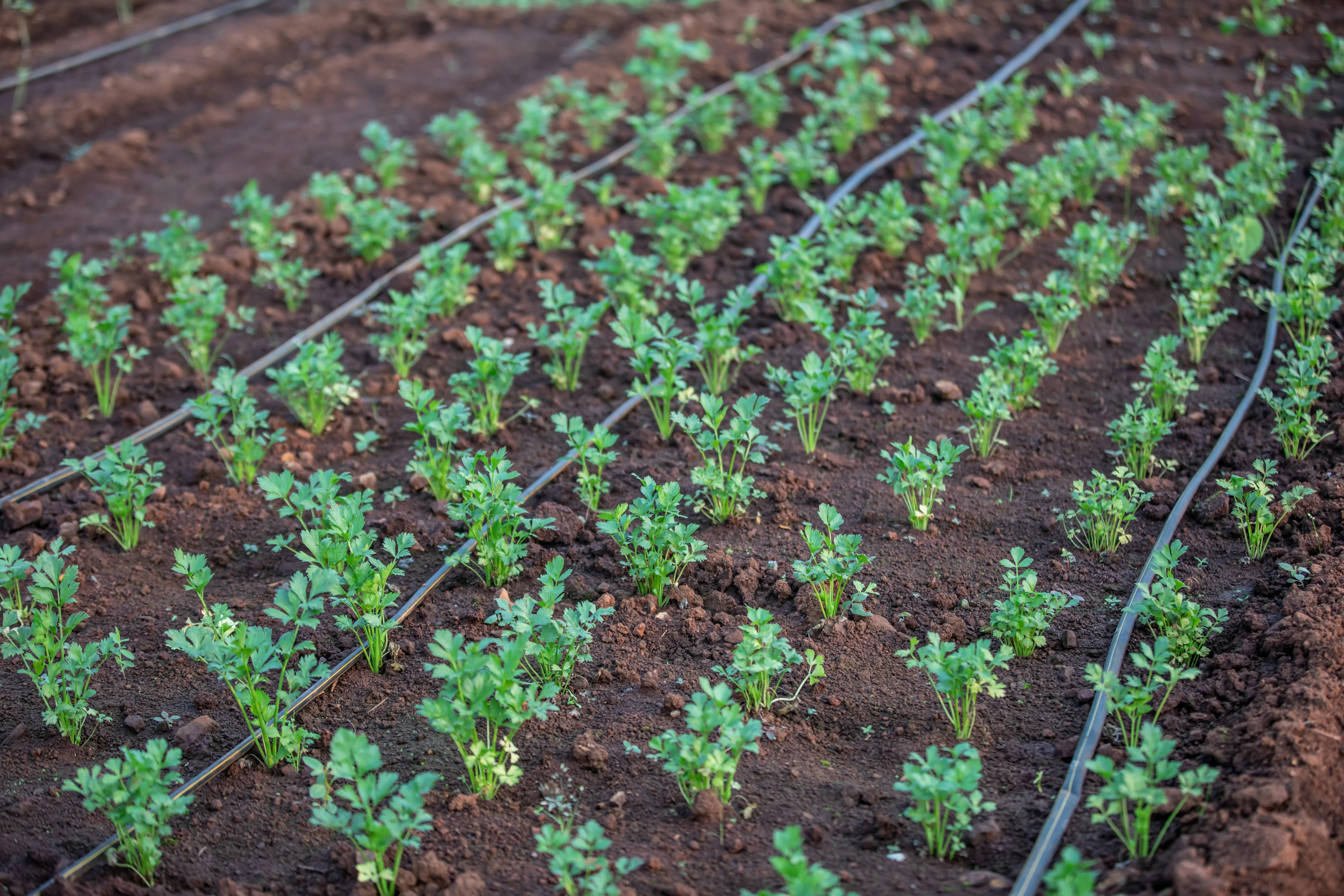 Solar-Powered Irrigation Systems