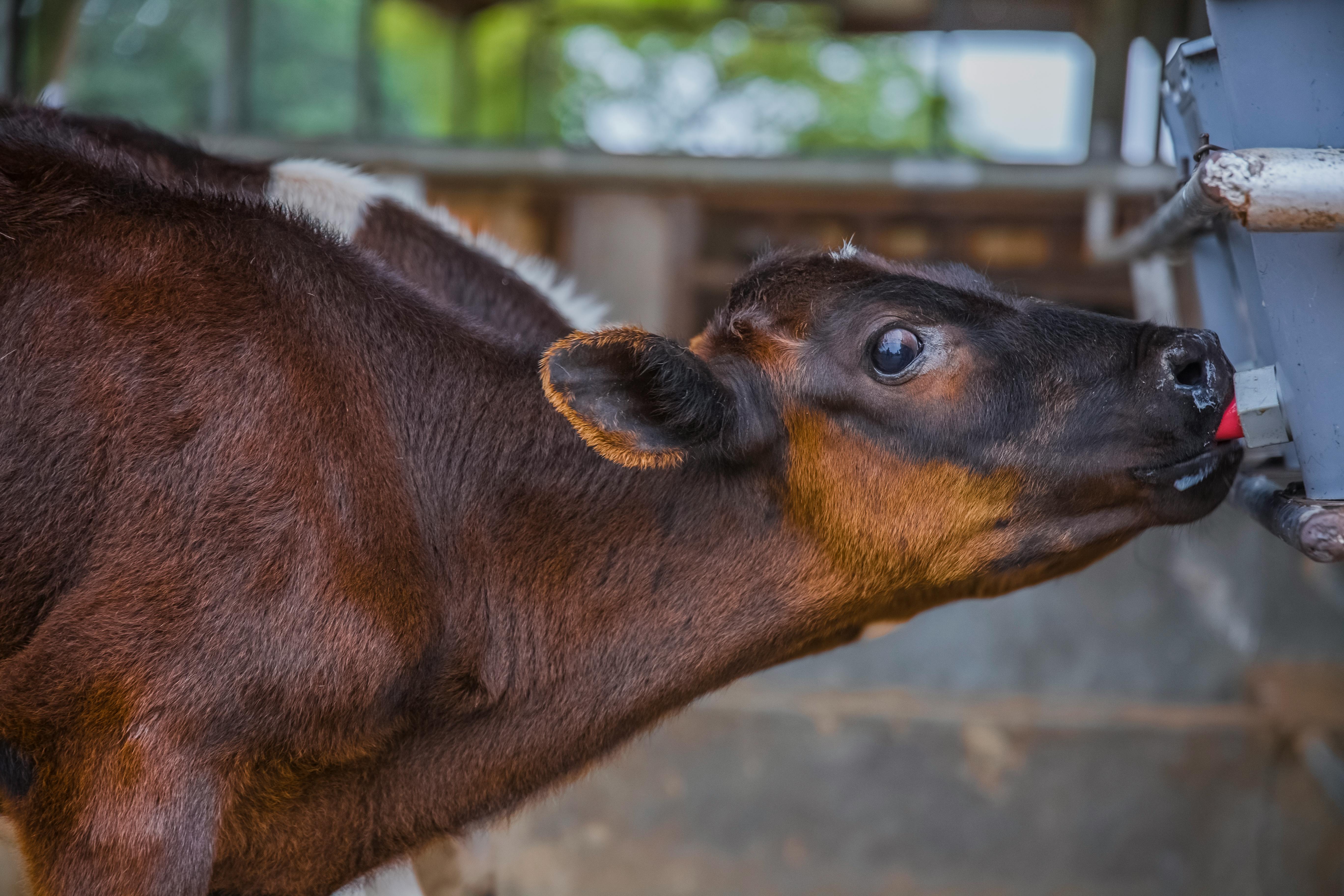 Dairy Farming